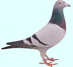 Pigeonsport.net - Marcel Buijsse