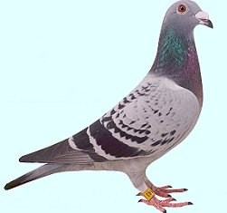 Pigeonsport.net - Marcel Buijsse