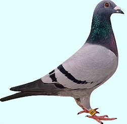 Pigeonsport.net - Marcel Buijsse